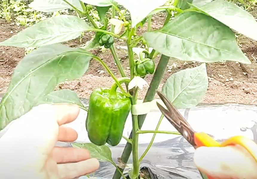 エルガー資材を使ったピーマン栽培
